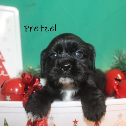puppy, for, sale, Cocker Spaniel, Joe & Cherri  Overlease, dog, breeder, Miller, MO, dog-breeder, puppy-for-sale, forsale, nearby, find, puppyfind, locator, puppylocator, aca